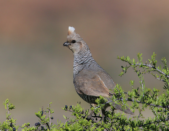 Scaled Quail - Big Bend National Park