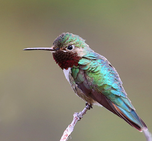 Broad-tailed Hummingbird - Big Bend National Park.  Chisos Mount