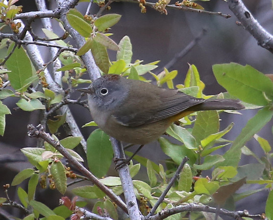 Colima Warbler - Big Bend National Park, Chisos Mountain Texas