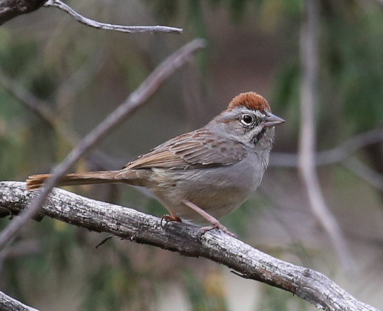 Rufous-crowned Sparrow - Big Bend National Park.  Chisos Mountai