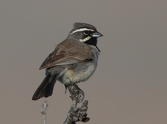 Black-throated Sparrow.  Big Bend National Park, Texas.