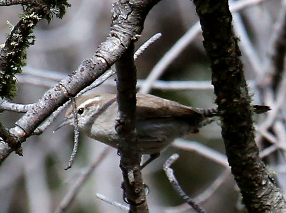 Bewick's Wren - Big Bend National Park.  Chisos Mountains, Texas