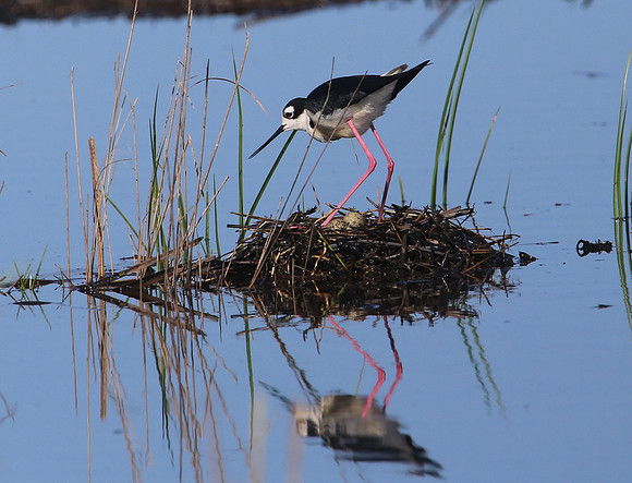 Black-necked Stilt on nest - Anahauc NWR, Texas
