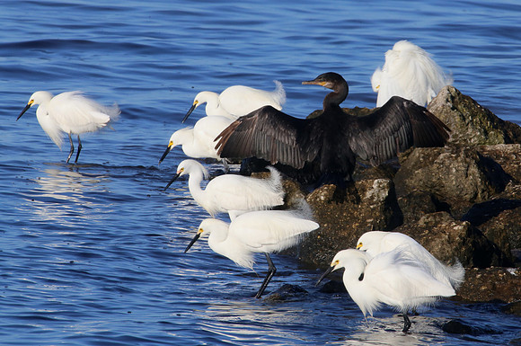 Great Cormorant and Snowy Egrets - Anahauc NWR, Texas