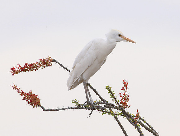 Cattle Egret on Ocotillo.  Big Bend National Park, Texas.