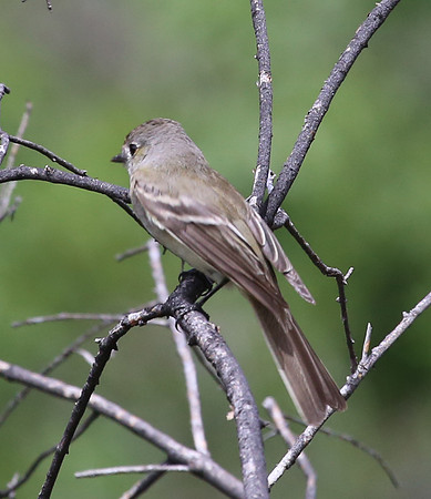 Dusky Flycatcher - Big Bend National Park.  Chisos Mountains, Te