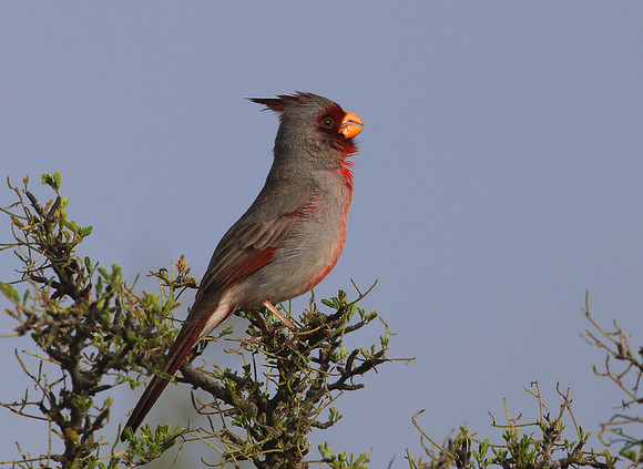 Pyrrhuloxia - Amistad, Texas.