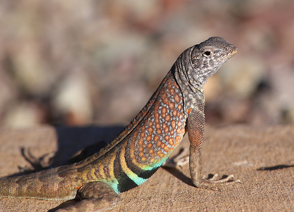 Greater Earless Lizard - Big Bend National Park, Texas