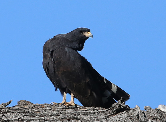 Common Black Hawk - Big Bend National Park, Texas