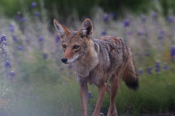 Coyote.  Big Bend National Park, Texas.
