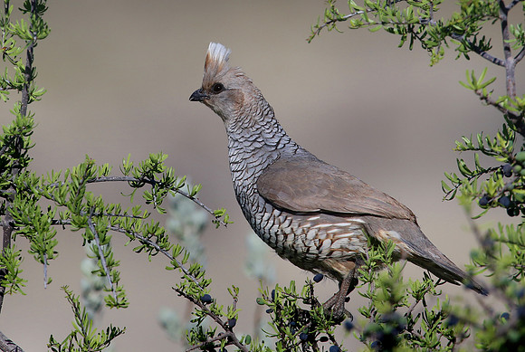 Scaled Quail - Big Bend National Park