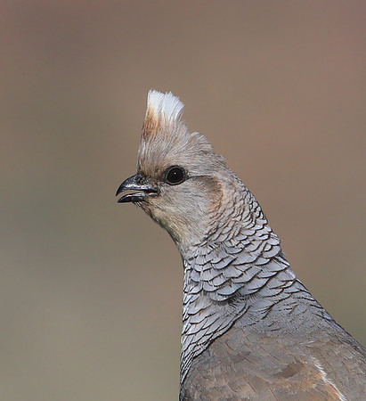 Scaled Quail - Big Bend National Park