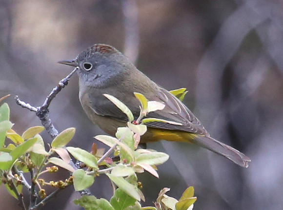 Colima Warbler - Big Bend National Park, Chisos Mountain Texas