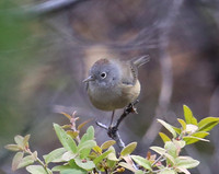 Colima Warbler - Big Bend National Park, Chisos Mountain Texas