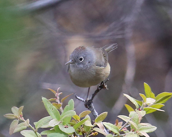 Colima Warbler - Big Bend National Park, Chisos Mountain Texas