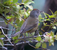 Colima Warbler - Big Bend National Park.  Chisos Mountains, Texa