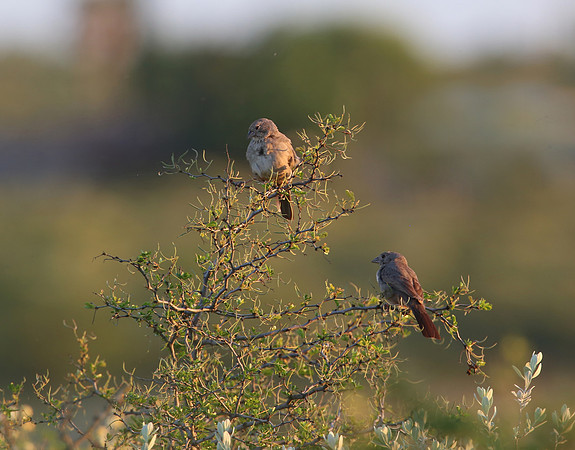 Canyon Towhee.  Amistad, Texas.