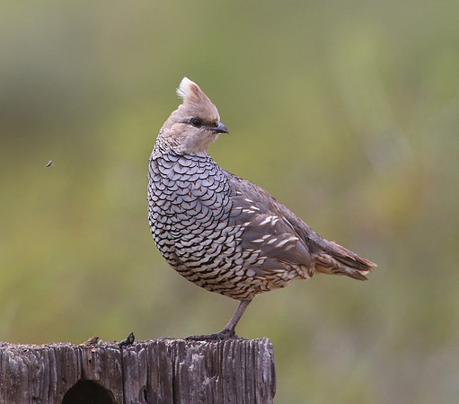 Scaled Quail - Big Bend NP, Texas