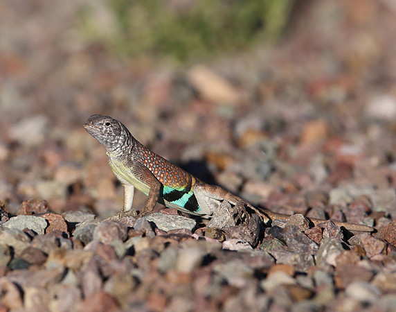 Greater Earless Lizard - Big Bend National Park, Texas