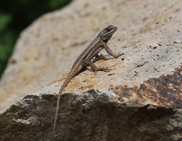 Southern Prairie Lizard - Big Bend National Park.  Chisos Mounta