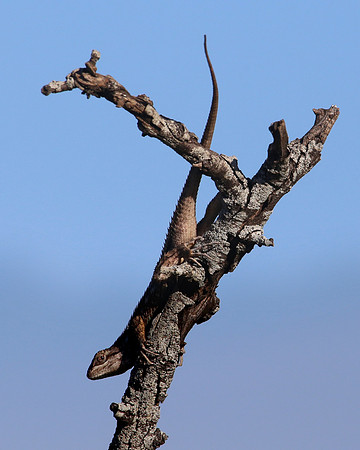 Texas Spiny Lizard.  Amistad, Texas.