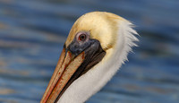 Brown Pelican - Cozumel, Mexico