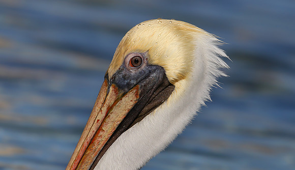 Brown Pelican - Cozumel, Mexico