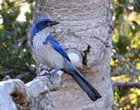 Island Scrub Jay - Channel Islands, California
