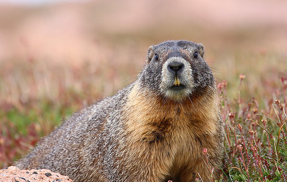 Yellow-bellied Marmot - Pikes Peak, Colorado