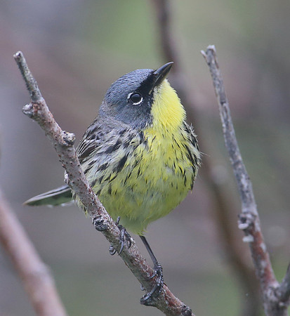Kirtland's Warbler.  Chicago, Illinois.  Montrose.