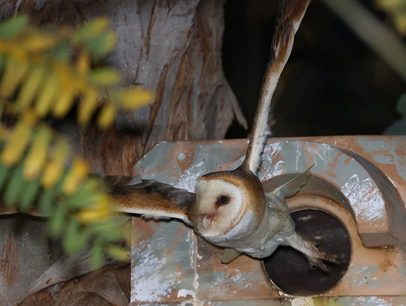 Barn Owl - Simi, California