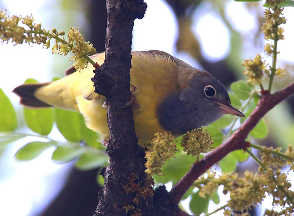Connecticut Warbler.  Chicago South Loop.