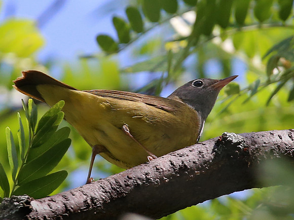 Connecticut Warbler - Chicago South Loop