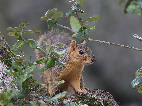 Fox Squirrel - Aransas NWR, Texas