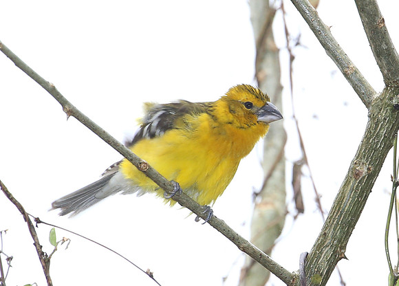 Southern Yellow-Grosbeak - Mindo, Ecuador