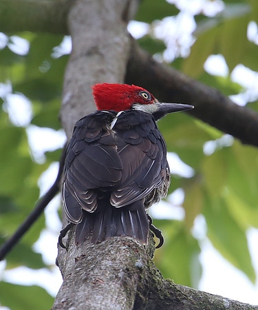 Guayaquil Woodpecker - Mindo, Ecuador