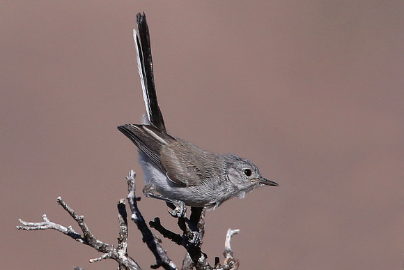 Black-tailed Gnatcatcher - Big Bend National Park, Texas