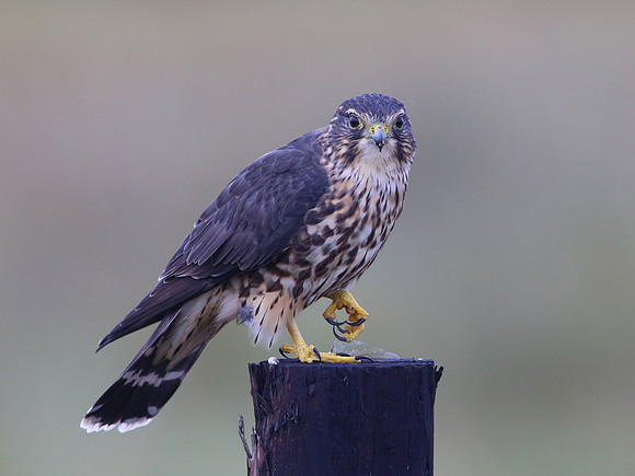 Merlin with Dragonfly - Anahuac NWR, Texas
