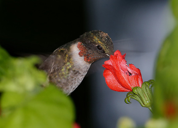 Ruby-throated Hummingbird - Bentsen Rio Grande State Park, Texas