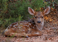 Mule Deer