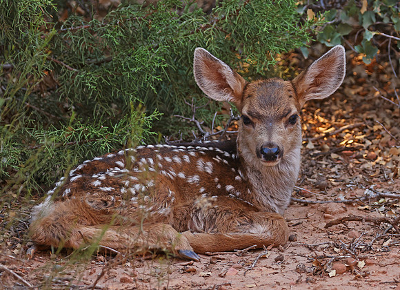 Mule Deer Fawn - Zion National Park, Utah