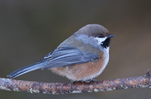 Boreal Chickadee - Sax Zim Bog, MN