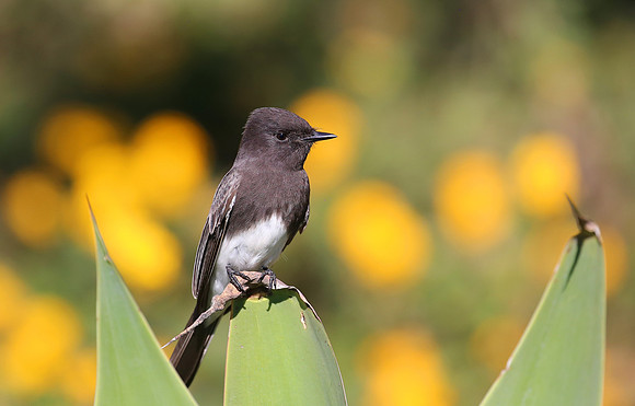 Black Phoebe - Camarillo, CA