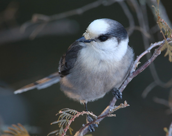 Gray Jay - Sax Zim Bog, MN