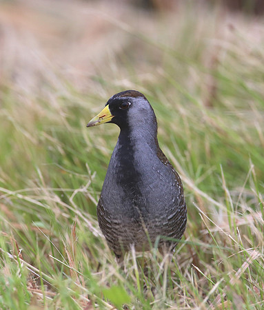 Sora - Anahuac National Wildlife Refuge, Texas