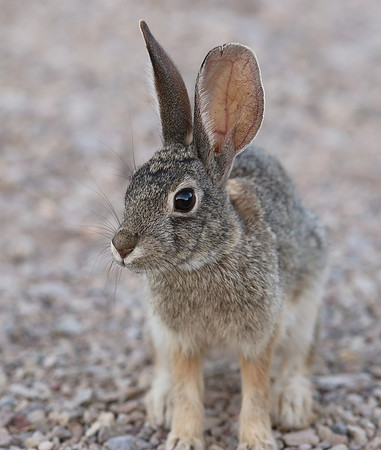 Black-tailed Jackrabbit - Big Bend National Park, Texas