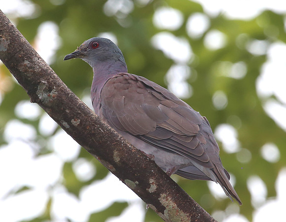 Pale-vented Pigeon - Mindo, Ecuador