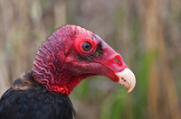 Turkey Vulture - Los Padres National Forest, California