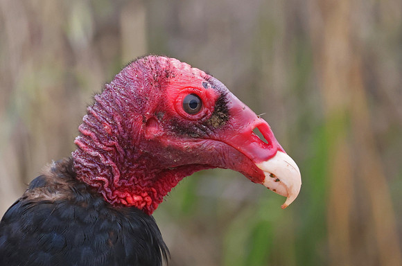 Turkey Vulture - Los Padres National Forest, California