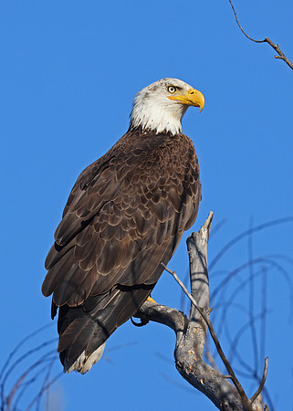Bald Eagle - Los Padres National Forest, California